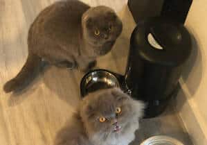 Luke and Leaya need your help